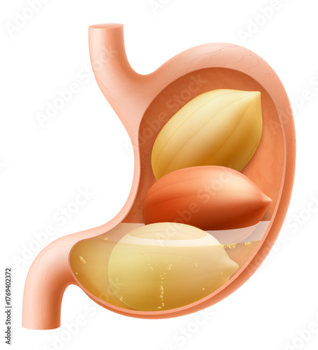 Human Stomach with peanuts. The stomach digests peanut. A stomach filled with healthy and wholesome food. Proper nutrition. Realistic 3d Vector illustration. Food digestion process illustration
