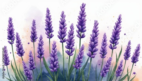 Watercolor painting of purple lavender blossoms. Delicate green stems and leaves. Artistic floral background with soft color washes and speckles. Beautiful natural garden plant.