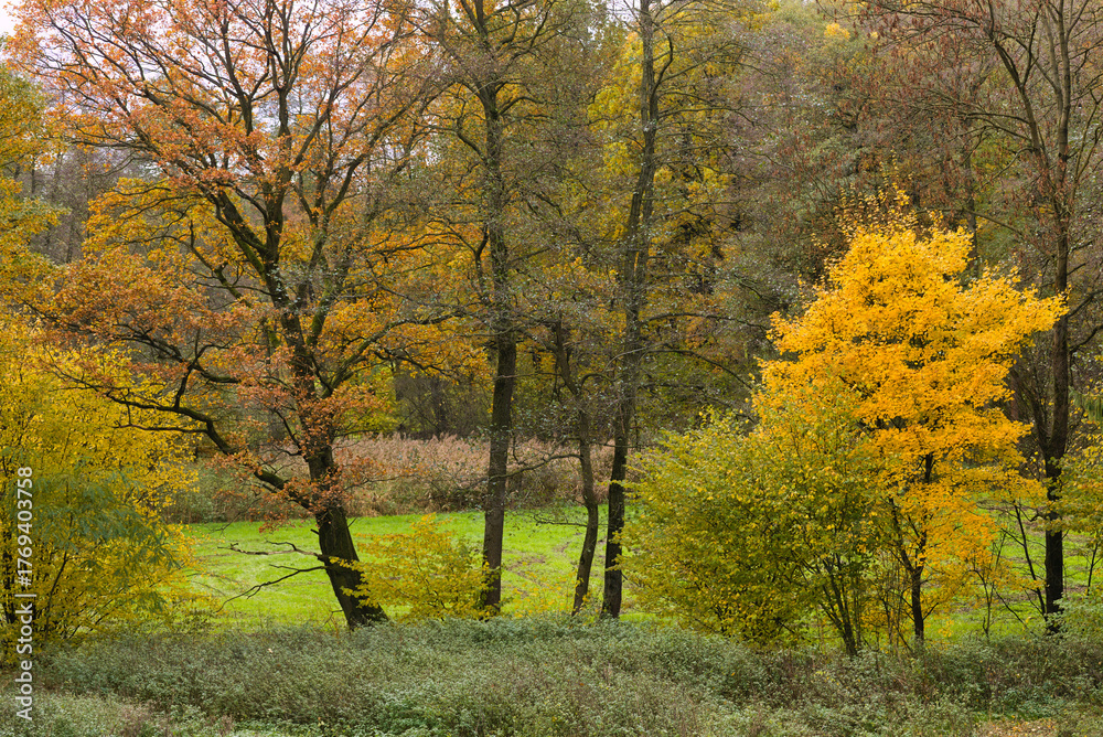 Fototapeta premium a yellow tree amidst autumn colors