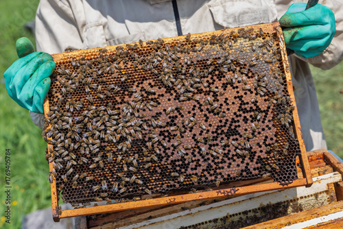 Beekeeper wearing a protective suit tending to beehives ensuring the well-being of the bees. Honey bees flying into wooden beehives.