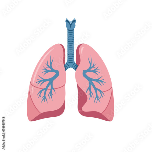 Human Lungs Illustration with Trachea, Bronchi, and Alveoli on White Background
