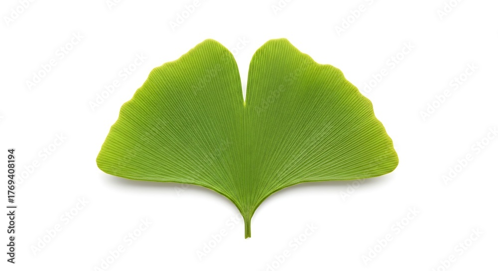 Fototapeta premium Vibrant Green Ginkgo Biloba Leaf Isolated on Pure White Background, Natures Intricate Design.
