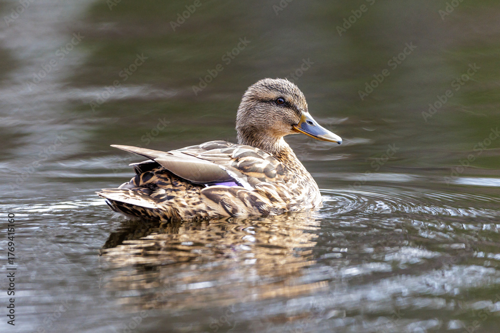 Fototapeta premium Stockente (Anas platyrhynchos) Weibchen