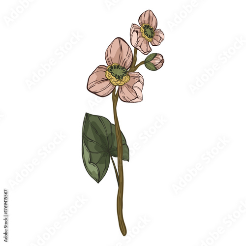 A beautiful hand-drawn  illustration of a single pink  flower orchids with a long stem. This artistic drawing of a blossom is perfect for stickers, cards, posters, and other graphic design projects
