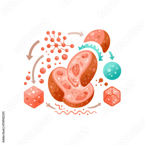 An illustrated representation of cellular processes, depicting the intricate stages of cell division and molecular interactions within a biological system, with arrows indicating the flow.