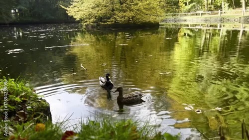 Close up of three ducks swimming in a pond, golden autumn leaves in water 