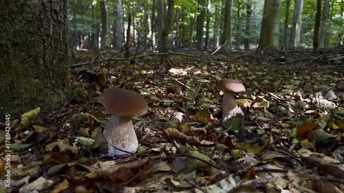 Two Boletus mushrooms growing on the ground in the forest