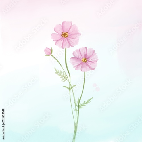 Delicate Pink Cosmos Flower Watercolor Illustration on Soft Pastel Background