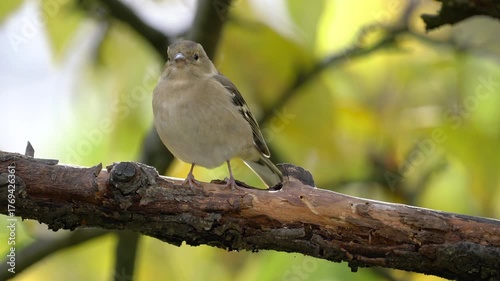 Eurasian Chaffinch on tree, watching, female (Fringilla coelebs) - (4K)