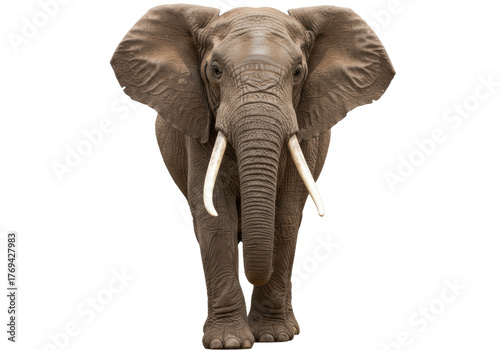 Canvastavla Isolated African elephant standing proudly, with wrinkled skin and long ivory tu