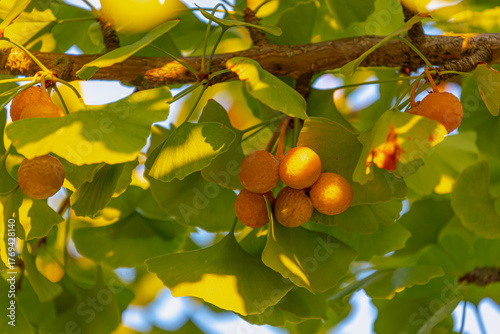 Maidenhair tree commonly known as ginkgo biloba, Golden yellow leaves and bearing ripe fruits hanging on twigs, Health benefits and popular supplement, Top-selling herbal medicines, Natural background