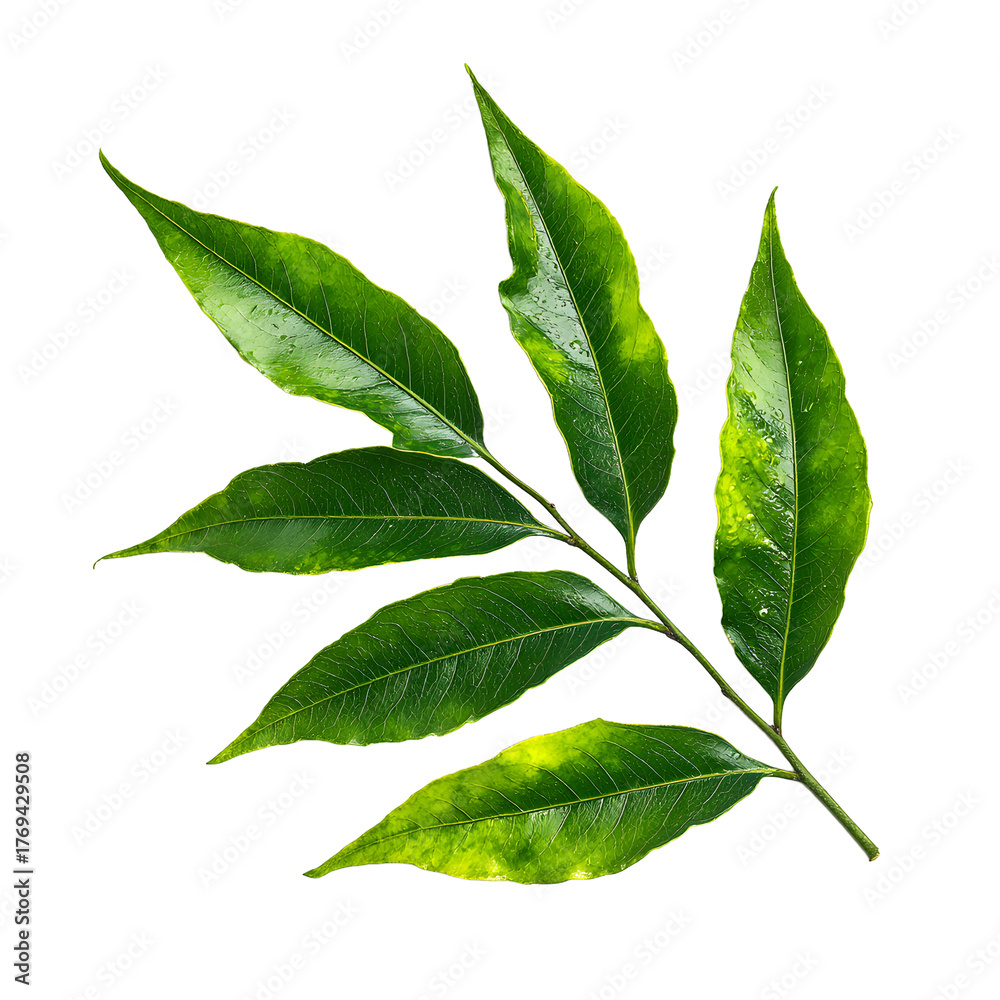 Fototapeta premium Vibrant Green Branch with Three Lush Leaves Displayed in Close-up View
