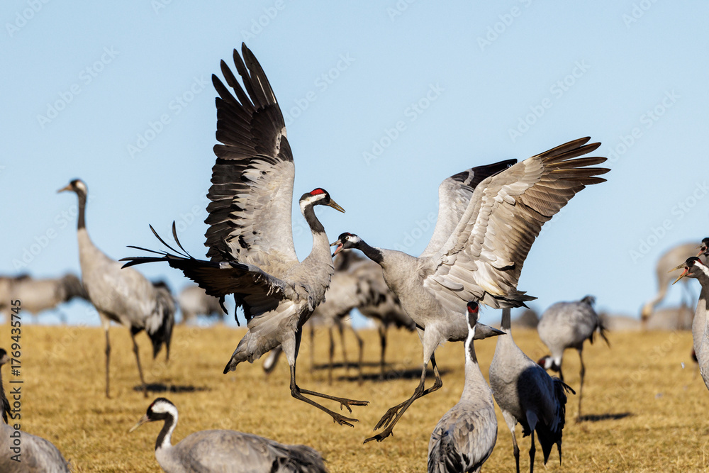 Fototapeta premium Kraniche (Grus grus)
