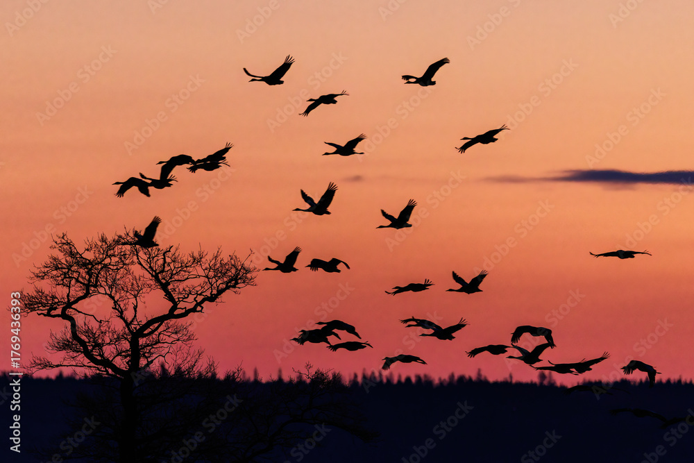 Fototapeta premium Kraniche (Grus grus)