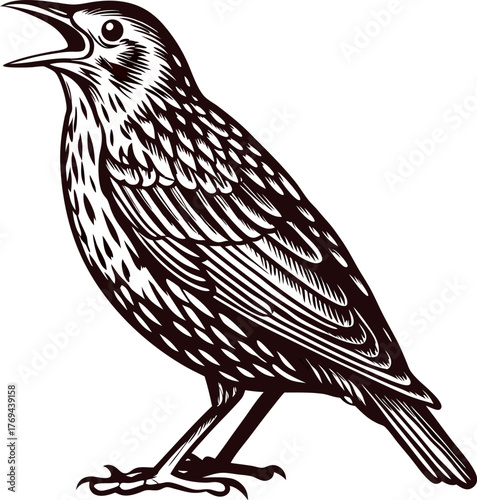 Detailed engraving illustration of a perched songbird with open beak on white background