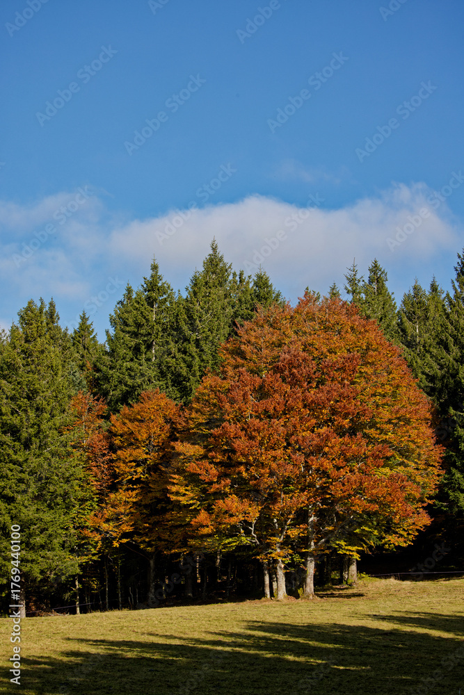 Naklejka premium Forêt en automne