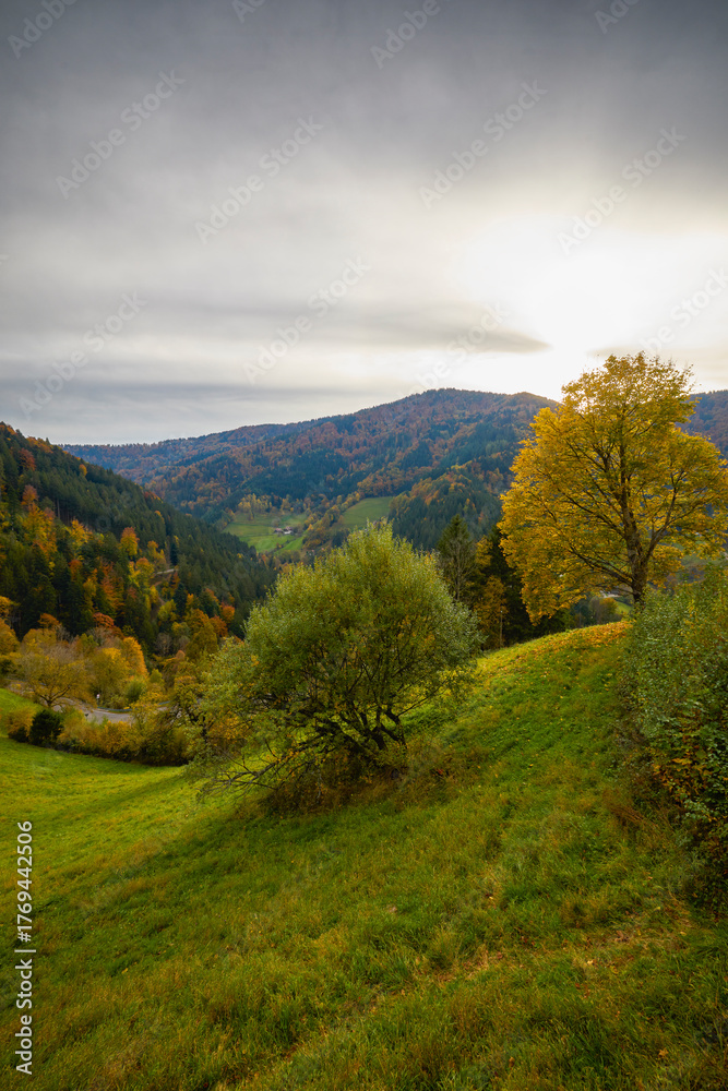 Obraz premium Beautiful mountain landscape in autumn colors in the Black Forest mountains of Germany.