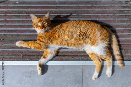 An orange tabby cat relaxes on the floor in sunlight, looking calm.