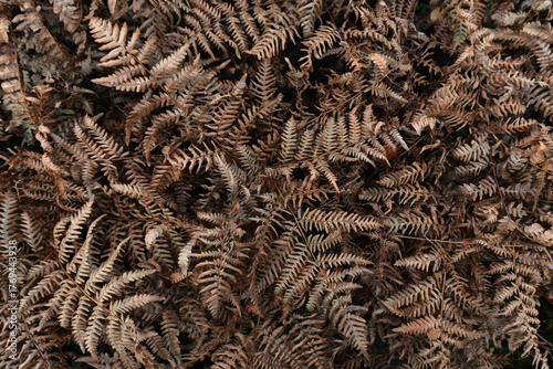 Aerial view of a fern thicket. The leaves have dried and turned brown after the autumn frosts. Background. Pattern.