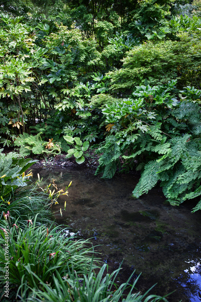 Fototapeta premium Freshness in the forest in summer