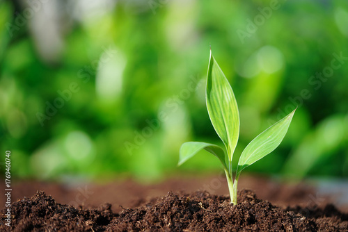 Tree growing with hand, eco earth day, save world, save earth, go green