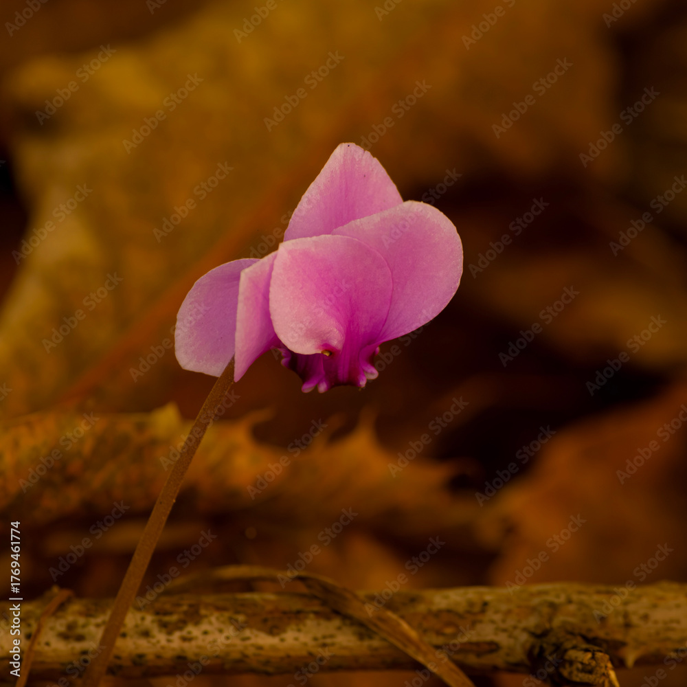 Εκτύπωση καμβά Close-up di un ciclamino rosa - Close-up of a pink cyclamen
