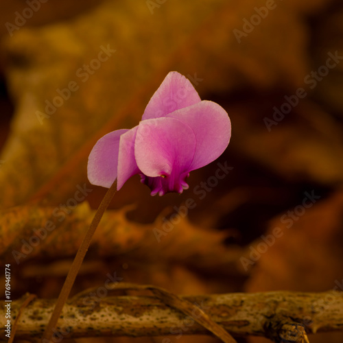 Close-up di un ciclamino rosa - Close-up of a pink cyclamen