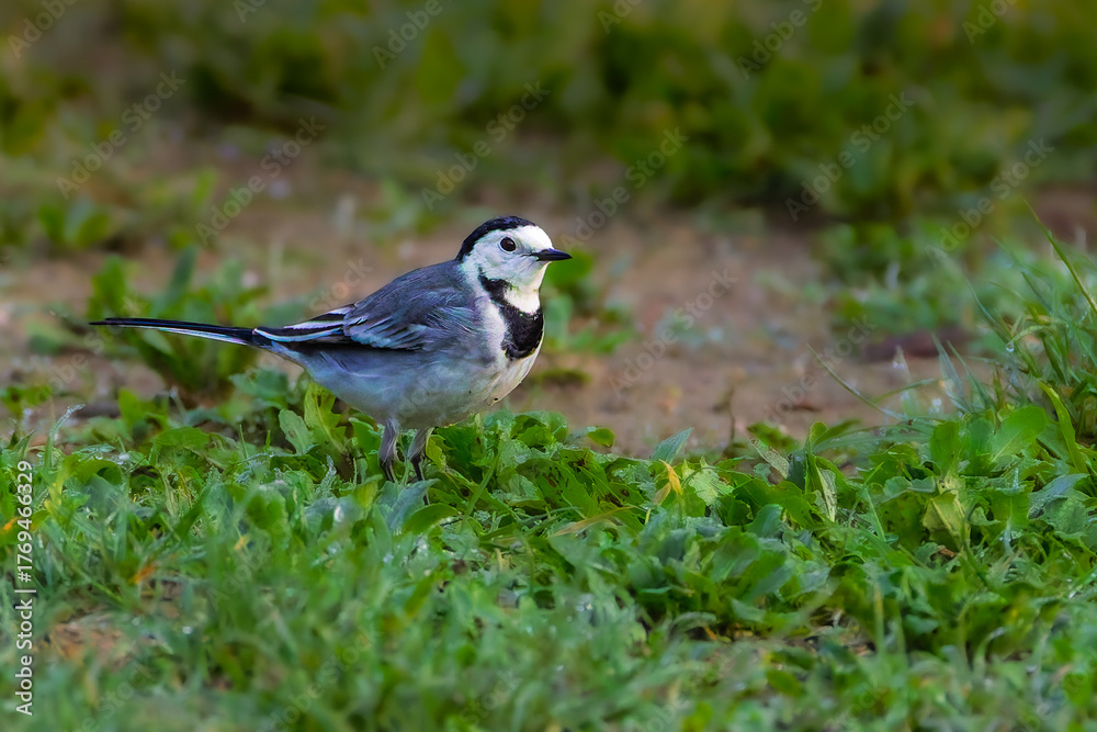 Obraz premium White Wagtail in the morning light