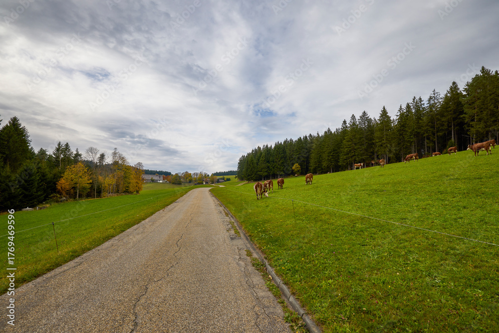 Fototapeta premium landscape with cows on a mountain meadow in autumn