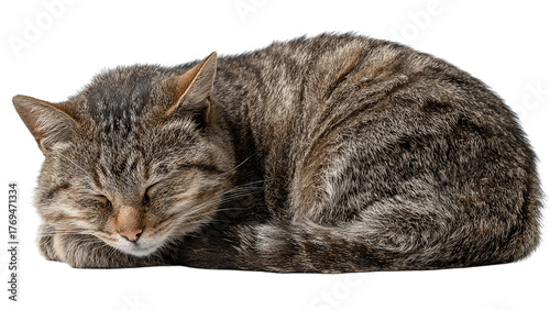 a tranquil tabby cat sleeping peacefully in a curled position on a transparent background