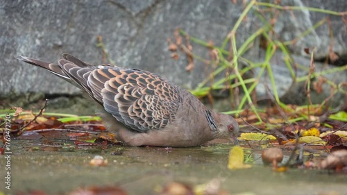 Oriental Turtle Dove Drinking Water from Puddle After Rain and Flying Off