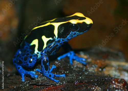 Fotografie Färberfrosch (Dendrobates tinctorius) Baumsteigerfrosch, tropischer Regenwald