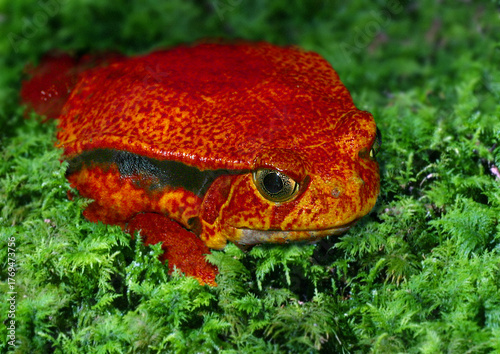Rote Tomatenfrosch (Dyscophus antongilii) Madagaskar