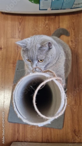 Vertical, close-up view of a playful British Shorthair cat batting at a rope toy on a scratching post. The pet reaches with its paw and licks its nose briefly on a warm wooden floor indoors.