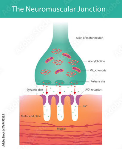 Synaptic Transmission at the Neuromuscular Junction. This diagram shows the Neuromuscular Junction, where an axon terminal releases Acetylcholine ACh into the synaptic cleft. The neurotransmitter bind