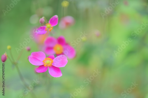 ピンクの秋明菊と柔らかな背景