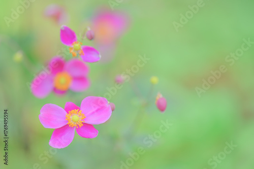 ピンクの秋明菊と柔らかな背景