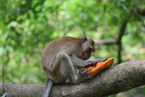 Canvas Print Wild monkey eats papaya