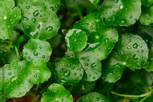 Water drops on organic water pennywort leaf 