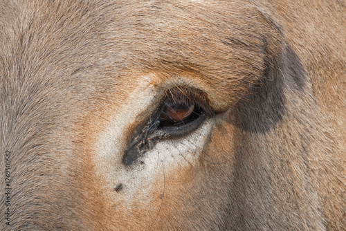 фотографія Equus asinus