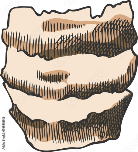 Hyacinth bulb scale, hand-drawn watercolor outline sketch.