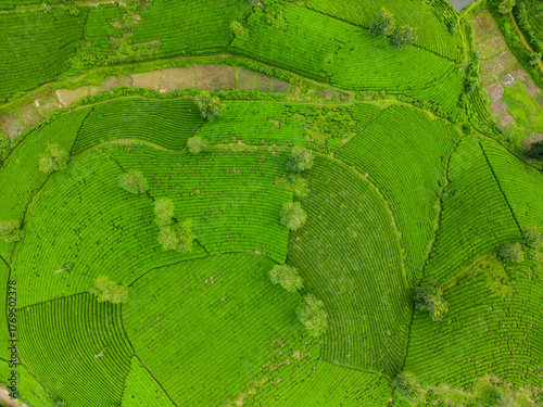 Aerial view of vibrant green tea plantations interlace with pockets of trees, creating a lush, textured landscape from above, long coc, PhÃº Thá», Vietnam.