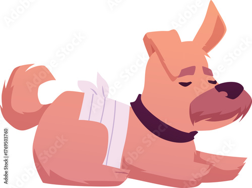 Wounded dog, sick brown puppy with bandaged belly, hurt injured or after surgery animal pet, vector veterinary treatment
