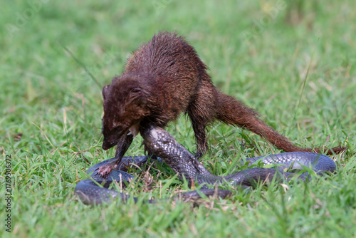 Tableau sur toile a mongoose is fighting with a cobra snake, Small asian mongoose (Herpestes javan