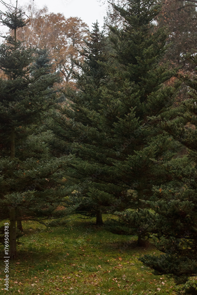 Fototapeta premium Dark Conifer Forest in Gloomy November, Winter Without Snow