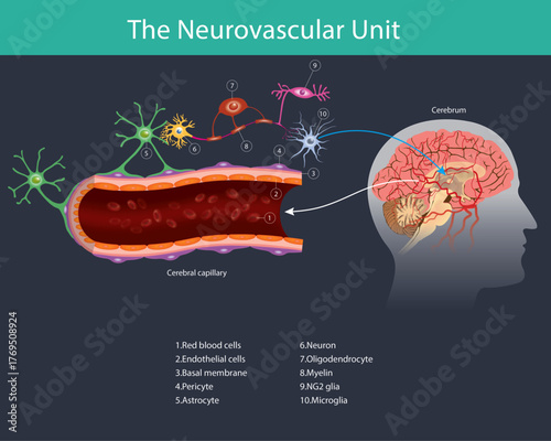 Neurovascular Unit Structure and Blood Brain Barrier. This diagram illustrates the Neurovascular Unit and the blood brain barrier at a cerebral capillary.