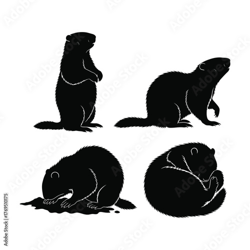 Four silhouette poses of groundhog animals diverse natural behavior wildlife illustration vector