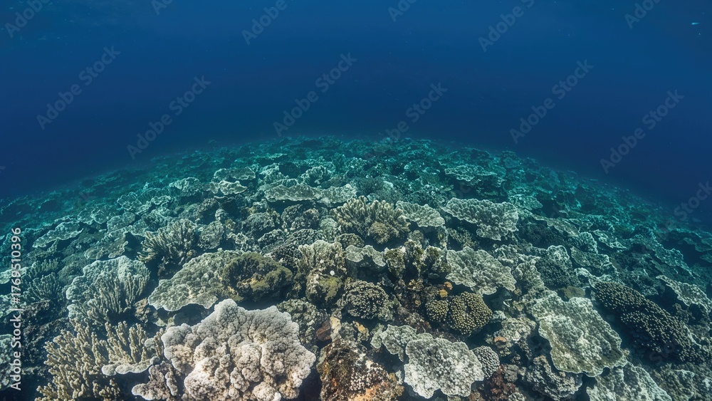 Naklejka premium A healthy, biodiverse coral reef located in waters near Alor, Indonesia, part of the Lesser Sunda Islands, known for marine biological diversity and active volcanoes