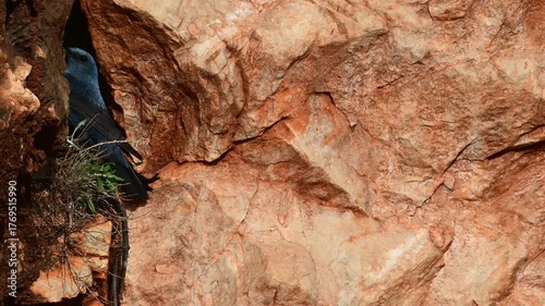 Blue rock thrush male flies in the nest // männliche Blaumerle fliegt das Nest an (Monticola solitarius) 