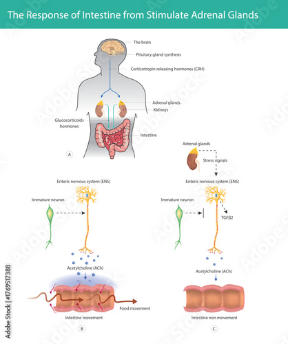 Adrenal Gland Stress Response on Intestine Movement. This diagram illustrates how stress signals stimulate the adrenal glands to release glucocorticoids, which inhibit the Enteric Nervous System ENS.